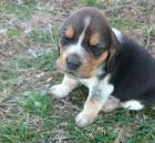 Beaglewelpen reinrassig tricolor